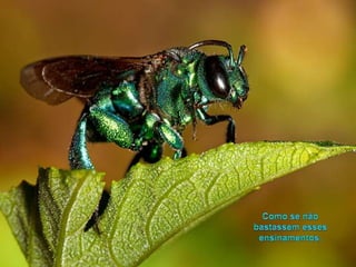 Como se nãobastassemessesensinamentos. 