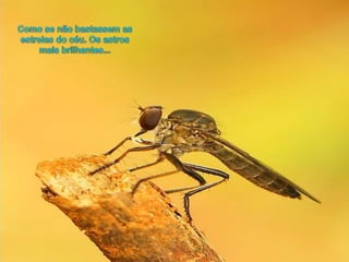 Como se nãobastassem as estrelas do céu. Osastrosmaisbrilhantes... 