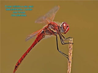 O mar infinito o céuazuldeslumbrante, o poder das forçasdos planetas. 