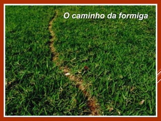 O caminho da formiga
 