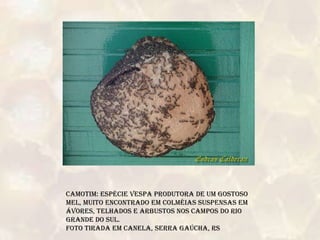 Camotim: Espécie vespa produtora de um gostoso mel, muito encontrado em colméias suspensas em ávores, telhados e arbustos nos campos do Rio grande do Sul.Foto tirada em Canela, Serra Gaúcha, RS 