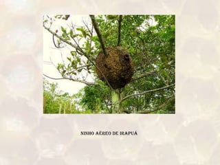 Ninho aéreo de irapuá