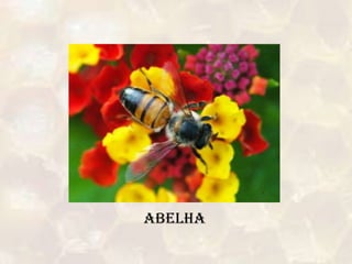 ABELHA