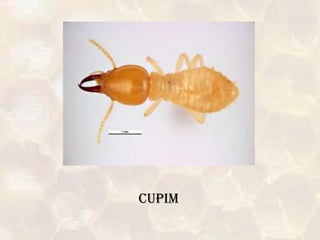 cUPIM