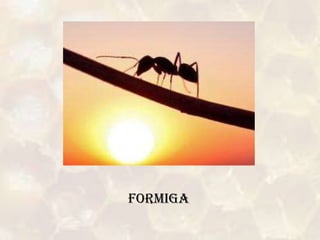 FORMIGA
