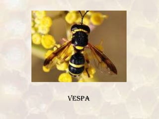VESPA