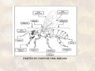 Partes do corpo de uma abelha