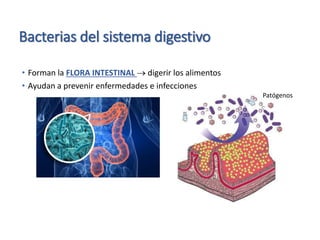 Bacterias del sistema digestivo
• Forman la FLORA INTESTINAL  digerir los alimentos
• Ayudan a prevenir enfermedades e infecciones
Patógenos
 