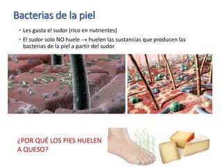 Bacterias de la piel
• Les gusta el sudor (rico en nutrientes)
• El sudor solo NO huele  huelen las sustancias que producen las
bacterias de la piel a partir del sudor
¿POR QUÉ LOS PIES HUELEN
A QUESO?
 