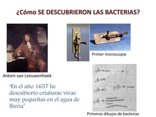 Primer microscopio
Antoni van Leeuwenhoek
Primeros dibujos de bacterias
¿Cómo SE DESCUBRIERON LAS BACTERIAS?
‘En el año 1657 he
descubierto criaturas vivas
muy pequeñas en el agua de
lluvia’
 