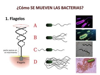 1. Flagelos
¿Cómo SE MUEVEN LAS BACTERIAS?
 