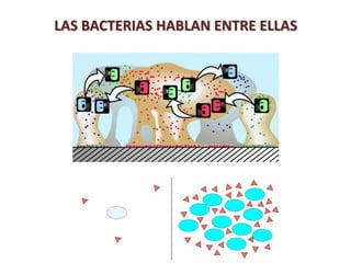 LAS BACTERIAS HABLAN ENTRE ELLAS
 