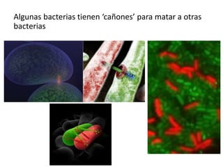 Algunas bacterias tienen ‘cañones’ para matar a otras
bacterias
 