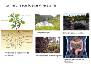 La mayoría son buenas y necesarias
Limpian el agua Eliminan residuos tóxicos
Promueven el crecimiento de
las plantas Descomponen materia orgánica
Digestión, producción de
vitaminas…
 