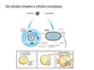 De células simples a células complejas
ADN
(ADN)
 