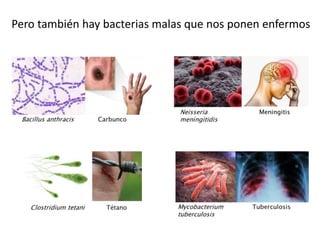 Pero también hay bacterias malas que nos ponen enfermos
 