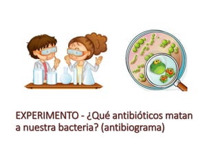 EXPERIMENTO - ¿Qué antibióticos matan
a nuestra bacteria? (antibiograma)
 
