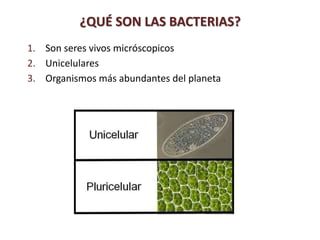 1. Son seres vivos micróscopicos
2. Unicelulares
3. Organismos más abundantes del planeta
¿QUÉ SON LAS BACTERIAS?
 