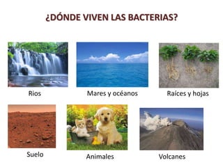 Rios Mares y océanos Raíces y hojas
Suelo Animales Volcanes
¿DÓNDE VIVEN LAS BACTERIAS?
 