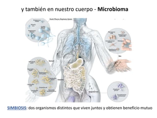 y también en nuestro cuerpo - Microbioma
SIMBIOSIS: dos organismos distintos que viven juntos y obtienen beneficio mutuo
 