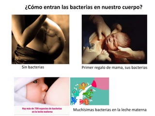 ¿Cómo entran las bacterias en nuestro cuerpo?
Sin bacterias
Muchísimas bacterias en la leche materna
Primer regalo de mama, sus bacterias
 