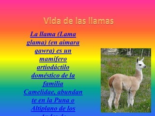 La llama (Lama
glama) (en aimara
qawra) es un
mamífero
artiodáctilo
doméstico de la
familia
Camelidae, abundan
te en la Puna o
Altiplano de los
 