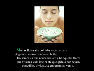 M uitas flores são colhidas cedo demais.  Algumas, mesmo ainda em botão.  Há sementes que nunca brotam e há aquelas flores que vivem a vida inteira até que, pétala por pétala, tranqüilas, vividas, se entregam ao vento.  