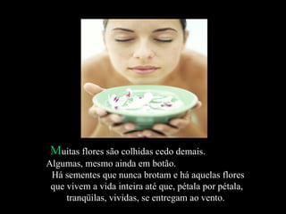 M uitas flores são colhidas cedo demais.  Algumas, mesmo ainda em botão.  Há sementes que nunca brotam e há aquelas flores que vivem a vida inteira até que, pétala por pétala, tranqüilas, vividas, se entregam ao vento.  