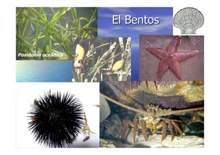 LA VIDA EN LOS OCEANOS