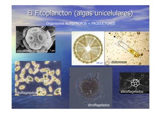 LA VIDA EN LOS OCEANOS