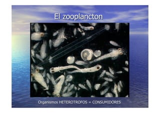 LA VIDA EN LOS OCEANOS