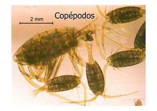 LA VIDA EN LOS OCEANOS