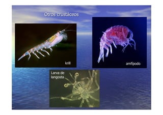 LA VIDA EN LOS OCEANOS