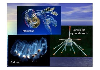 LA VIDA EN LOS OCEANOS