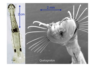LA VIDA EN LOS OCEANOS