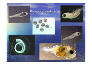 LA VIDA EN LOS OCEANOS