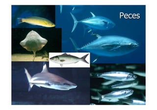 LA VIDA EN LOS OCEANOS