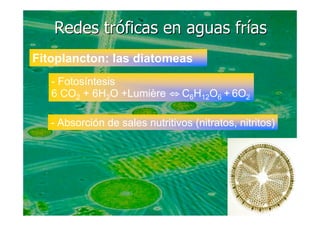 LA VIDA EN LOS OCEANOS