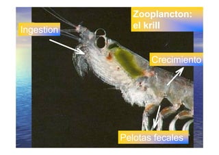 LA VIDA EN LOS OCEANOS