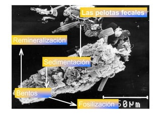 LA VIDA EN LOS OCEANOS