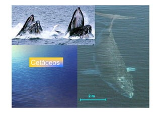 LA VIDA EN LOS OCEANOS