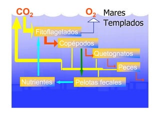 LA VIDA EN LOS OCEANOS