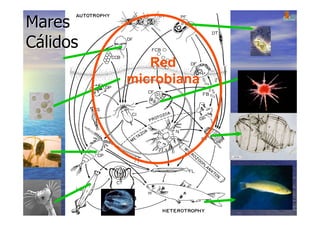 LA VIDA EN LOS OCEANOS