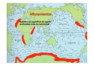 LA VIDA EN LOS OCEANOS