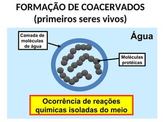 FORMAÇÃO DE COACERVADOS
(primeiros seres vivos)
Água
Camada de
moléculas
de água
Moléculas
protéicas
Ocorrência de reações
químicas isoladas do meio
 