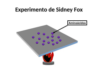 Experimento de Sidney Fox
Aminoácidos
 
