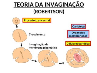 TEORIA DA INVAGINAÇÃO
(ROBERTSON)
Procarioto ancestral
Crescimento
Invaginação da
membrana plasmática
Célula eucariótica
Organelas
membranosas
Carioteca
 