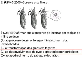 6) (UFMG 2005) Observe esta figura:
É CORRETO afirmar que a presença de lagartas em espigas de
milho se deve
(A) ao processo de geração espontânea comum aos
invertebrados.
(B) à transformação dos grãos em lagartas.
(C) ao desenvolvimento de ovos depositados por borboletas.
(D) ao apodrecimento do sabugo e dos grãos.
 