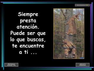 Siempre presta atención. Puede ser que lo que buscas, te encuentre a ti ... 