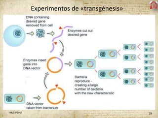 2904/03/2017
Experimentos de «transgénesis»
 